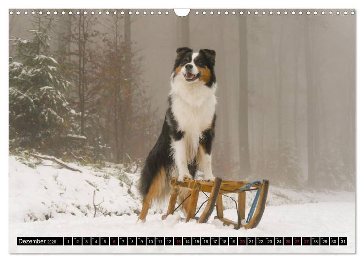 Produktbild: Australian Shepherd - Lebensfreude auf vier Pfoten (Wandkalender 2026 DIN A3 quer), CALVENDO Monatskalender