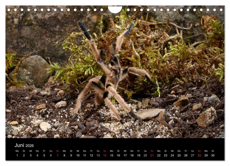 Produktbild: Vogelspinnen - Tarantulas (Wandkalender 2026 DIN A4 quer), CALVENDO Monatskalender