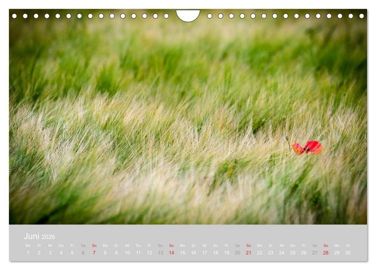 Produktbild: Zauber des Mohns (Wandkalender 2026 DIN A4 quer), CALVENDO Monatskalender