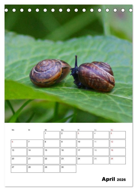 Produktbild: Die geheimnisvolle Welt der Schnecken (Tischkalender 2026 DIN A5 hoch), CALVENDO Monatskalender