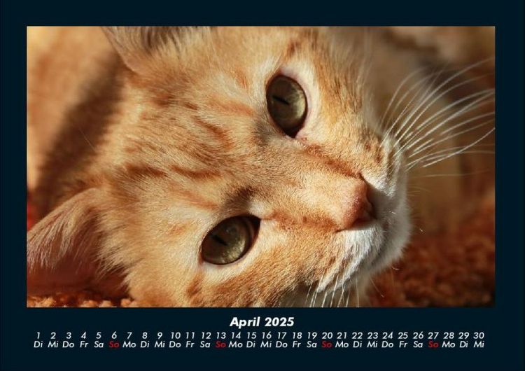 Produktbild: F&uuml;r Katzenfreunde 2025 Fotokalender DIN A4