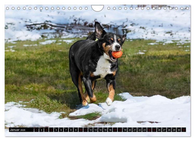 Produktbild: Appenzeller Sennenhunde - Fr&ouml;hliche Kameraden (Wandkalender 2026 DIN A4 quer), CALVENDO Monatskalender
