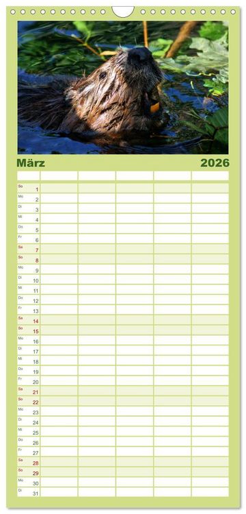 Produktbild: Familienplaner 2026 - Das Leben der Biber mit 5 Spalten (Wandkalender, 21 x 45 cm) CALVENDO