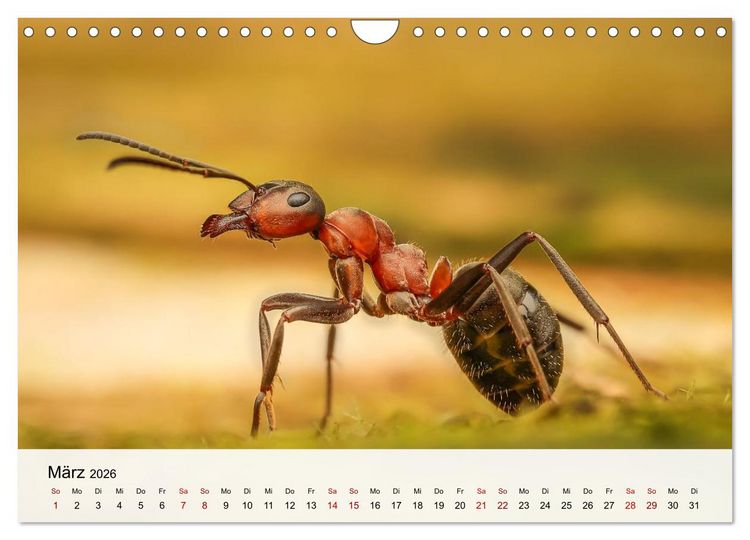 Produktbild: Verborgene Wunder (Wandkalender 2026 DIN A4 quer), CALVENDO Monatskalender