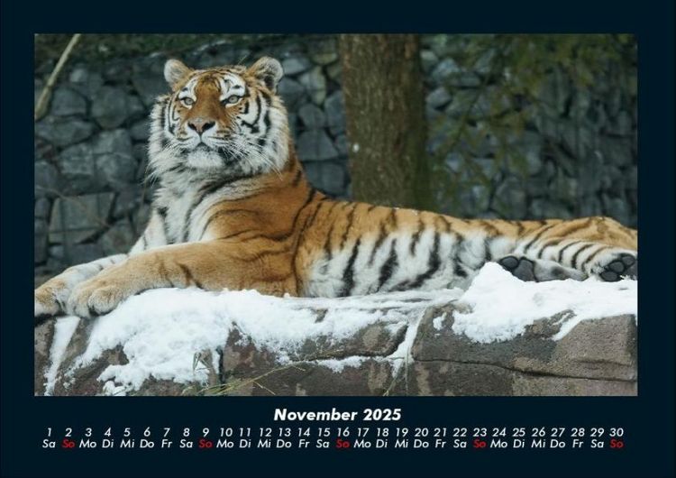 Produktbild: Tiger 2025 Fotokalender DIN A4