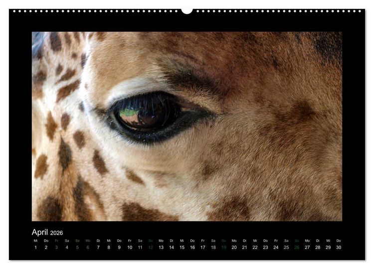 Produktbild: Wilde Tiere Afrikas (Wandkalender 2026 DIN A2 quer), CALVENDO Monatskalender
