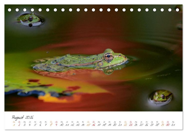 Produktbild: Frosch Karl, Hans und Max im Einklang der Natur (Tischkalender 2026 DIN A5 quer), CALVENDO Monatskalender