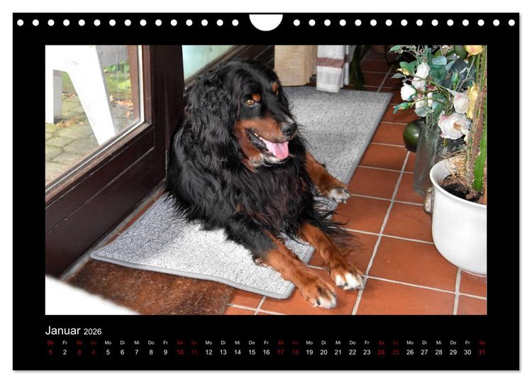 Produktbild: Der Hovawart... Dein Freund f&uuml;rs Leben ! (Wandkalender 2026 DIN A4 quer), CALVENDO Monatskalender