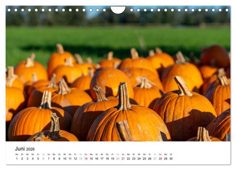Produktbild: K&Uuml;RBIS KALENDER - Die sch&ouml;nsten K&uuml;rbisse des Jahres (Wandkalender 2026 DIN A4 quer), CALVENDO Monatskalender