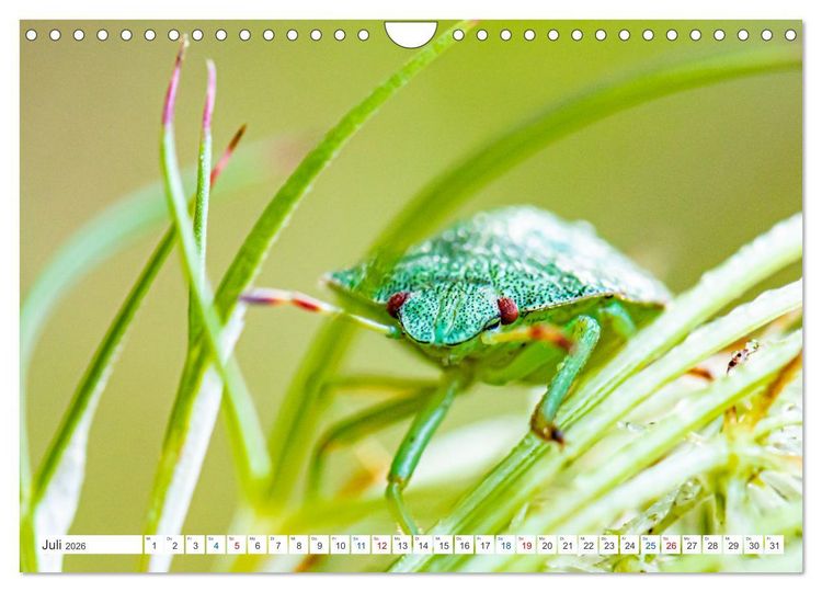 Produktbild: Kleines ganz gro&szlig; - Makrofotografie (Wandkalender 2026 DIN A4 quer), CALVENDO Monatskalender