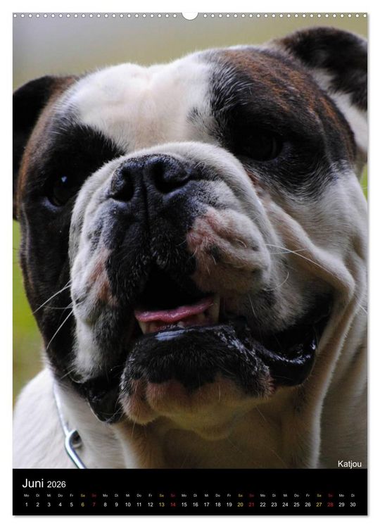 Produktbild: Bulldoggen-Gesichter (hochwertiger Premium Wandkalender 2026 DIN A2 hoch), Kunstdruck in Hochglanz