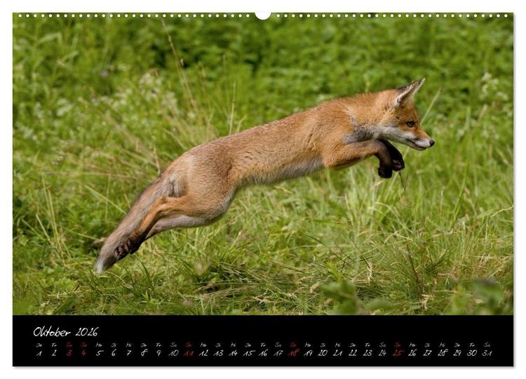 Produktbild: Rotfuchs - Impressionen (Wandkalender 2026 DIN A2 quer), CALVENDO Monatskalender