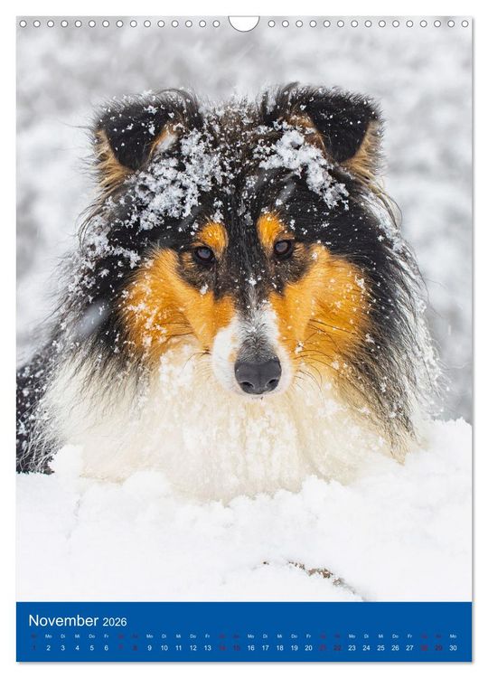 Produktbild: Traumhund Collie - Gl&uuml;ck auf vier Pfoten (Wandkalender 2026 DIN A3 hoch), CALVENDO Monatskalender