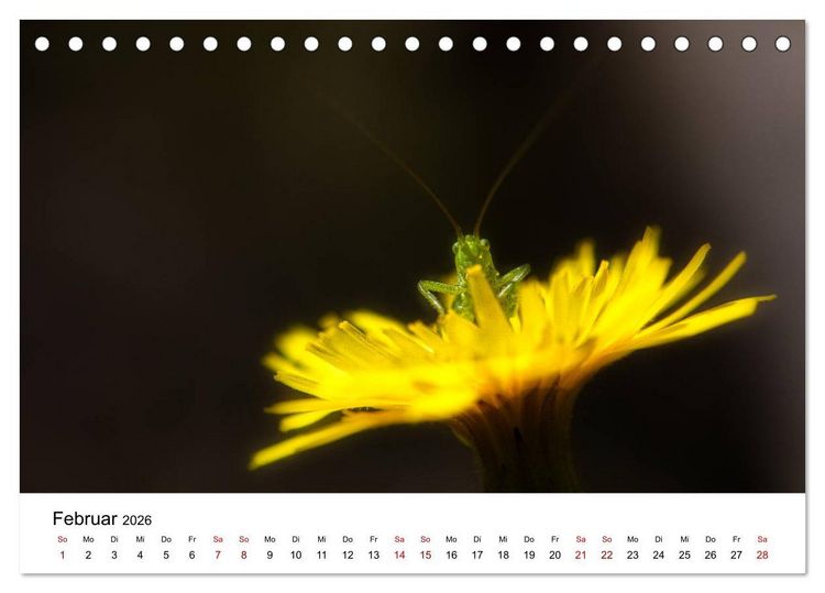 Produktbild: Oberbayerischer Insekten Kalender (Tischkalender 2026 DIN A5 quer), CALVENDO Monatskalender