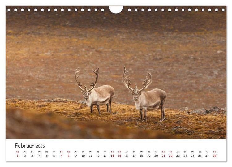 Produktbild: Rentiere (Wandkalender 2026 DIN A4 quer), CALVENDO Monatskalender