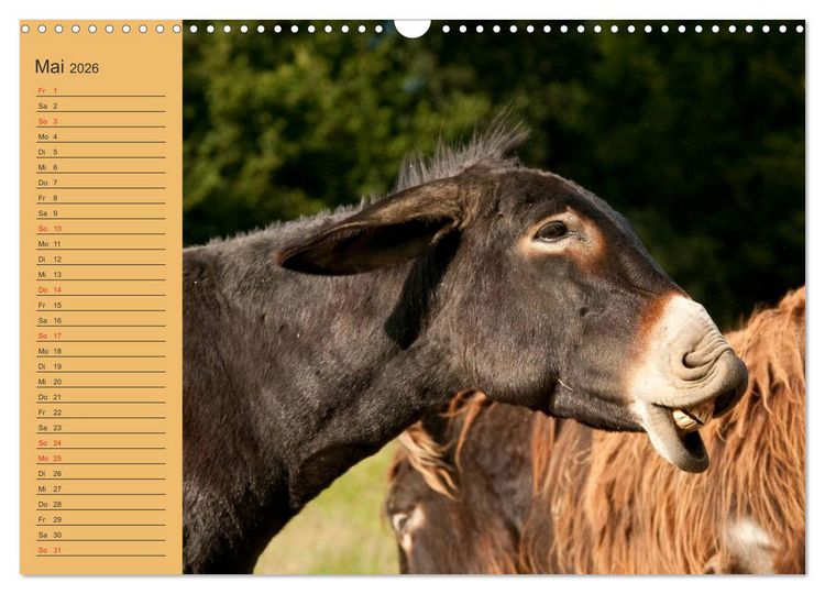 Produktbild: Gro&szlig;esel an der Loreley (Wandkalender 2026 DIN A3 quer), CALVENDO Monatskalender