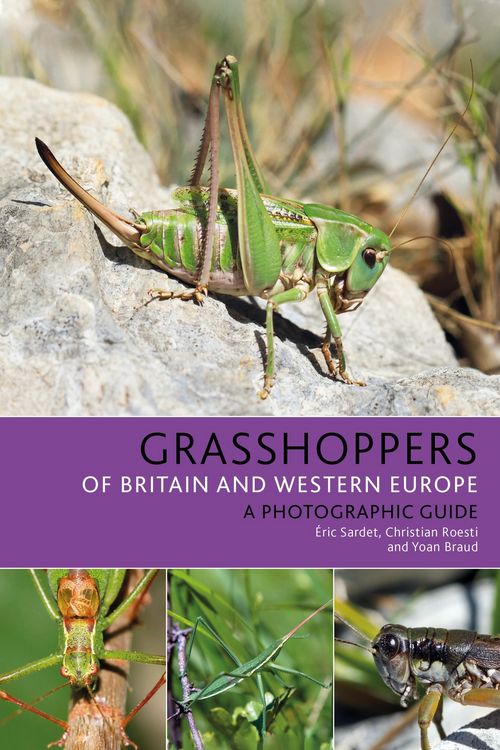 Produktbild: Grasshoppers of Britain and Western Europe