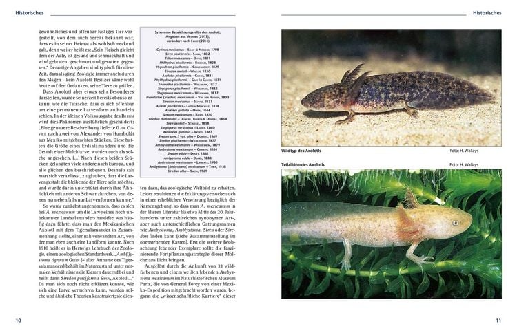 Produktbild: Axolotl