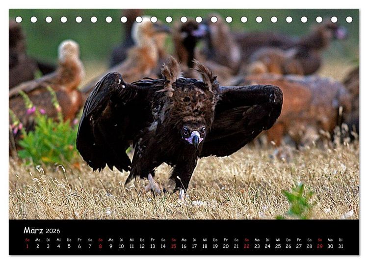 Produktbild: Unter Geiern auf Mallorca: Ein Projekt der Naturschutzstiftung Vida Silvestre Mediterr&aacute;nea (Tischkalender 2026 DIN A5 quer), CALVENDO Monatskalender