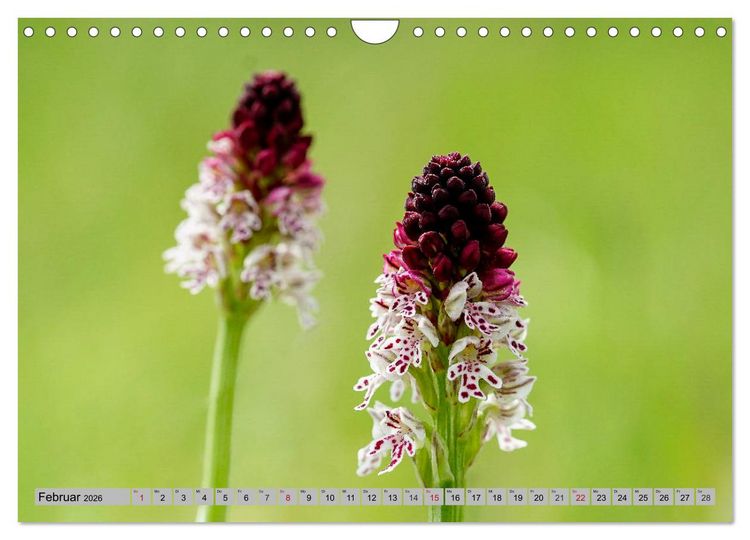 Produktbild: Orchideenwiese 2026 (Wandkalender 2026 DIN A4 quer), CALVENDO Monatskalender