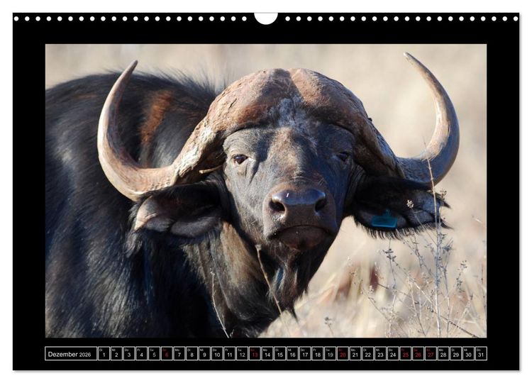 Produktbild: B&uuml;ffel (Wandkalender 2026 DIN A3 quer), CALVENDO Monatskalender