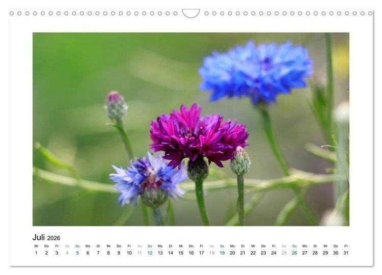 Produktbild: Kornblumen - Blaue Sch&ouml;nheiten (Wandkalender 2026 DIN A3 quer), CALVENDO Monatskalender