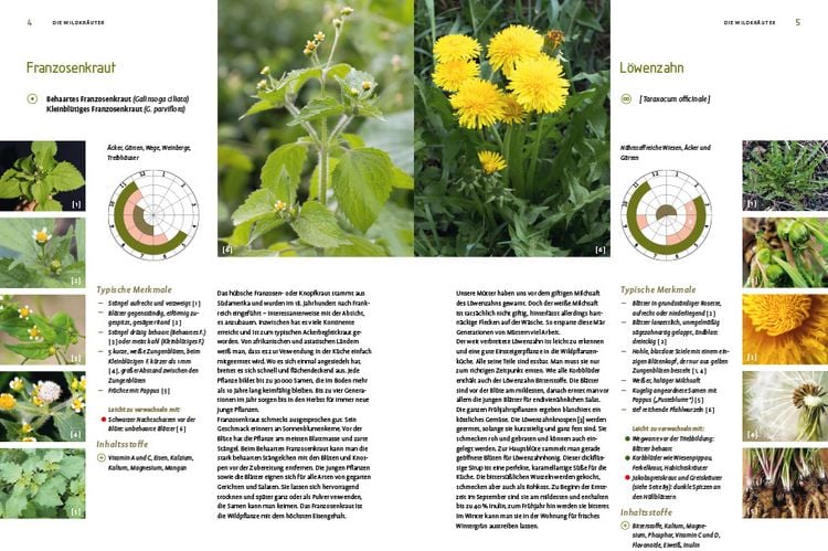 Produktbild: Die große Wildkräuter-Kochschule