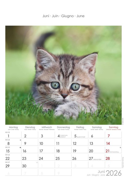 Katzen 2026 - Bildkalender 23,7x34 cm - Kalender mit Platz für Notizen - mit vielen Zusatzinformationen - Cats - Wandkalender - Alpha Edition