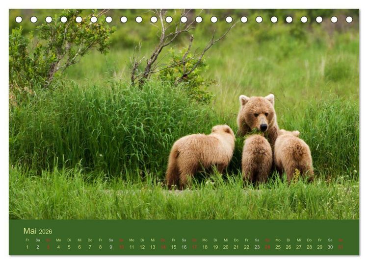 Produktbild: Der B&auml;renkalender 2026 CH-Version (Tischkalender 2026 DIN A5 quer), CALVENDO Monatskalender