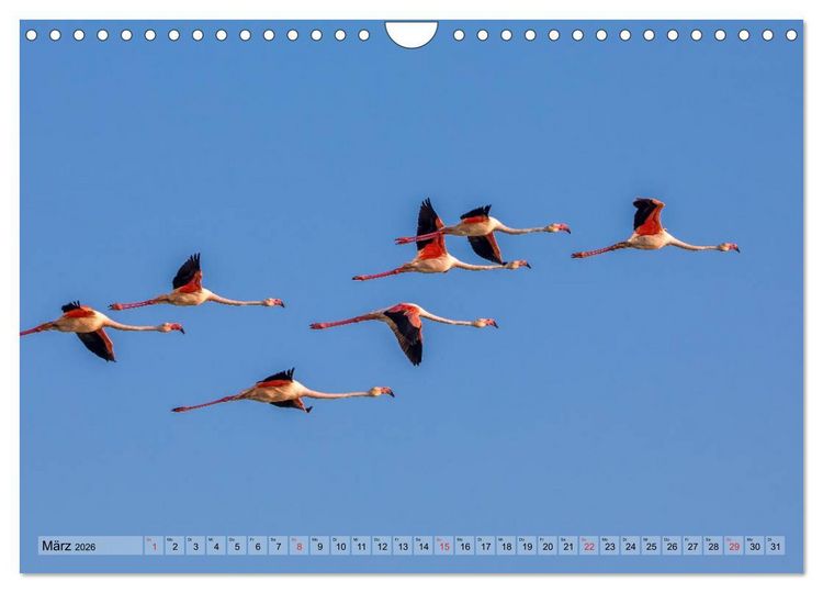 Produktbild: Camargue - Der wilde S&uuml;den Frankreichs (Wandkalender 2026 DIN A4 quer), CALVENDO Monatskalender