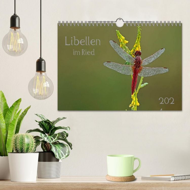Produktbild: Libellen im Ried (Wandkalender 2026 DIN A4 quer), CALVENDO Monatskalender