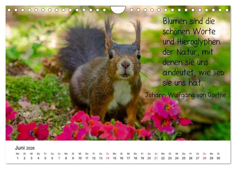 Produktbild: Der literarische Eichh&ouml;rnchen-Kalender (Wandkalender 2026 DIN A4 quer), CALVENDO Monatskalender