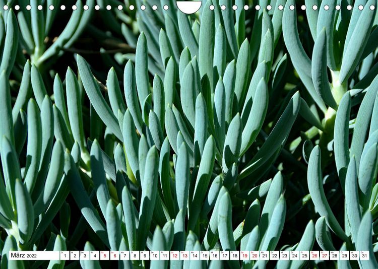 Produktbild: Kakteen - Stachelige Sch&ouml;nheit aus der N&auml;he betrachtet (Wandkalender 2022 DIN A4 quer)