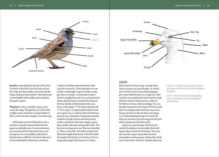 Produktbild: Birds of New England