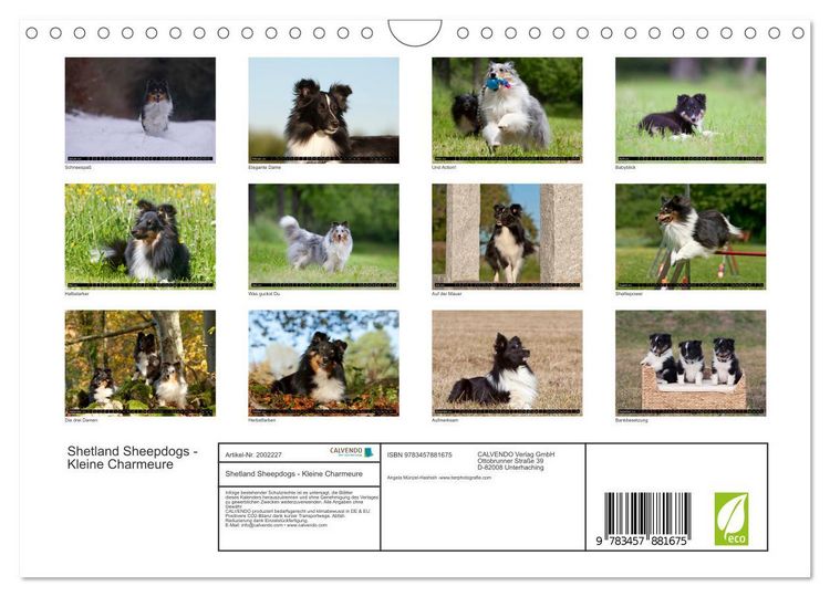 Produktbild: Shetland Sheepdogs - Kleine Charmeure (Wandkalender 2026 DIN A4 quer), CALVENDO Monatskalender
