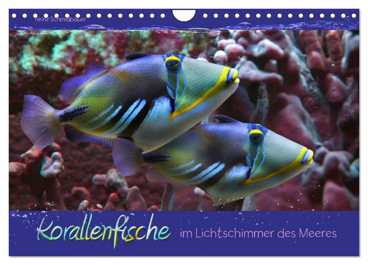 Produktbild: Korallenfische im Lichtschimmer des Meeres (Wandkalender 2026 DIN A4 quer), CALVENDO Monatskalender