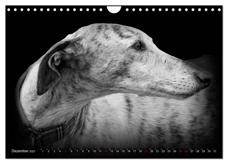 Produktbild: Galgo Espa&ntilde;ol - der spanische Windhund 2027 (Wandkalender 2027 DIN A4 quer), CALVENDO Monatskalender