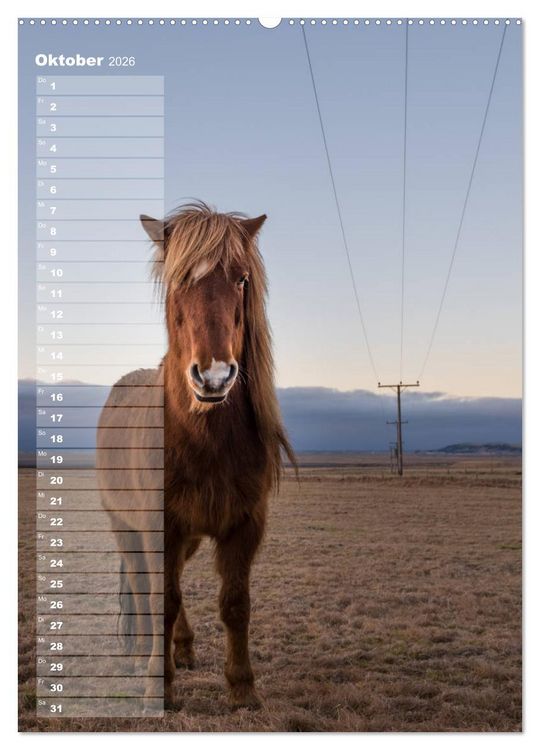 Produktbild: Mein ISLANDPFERDE Planer - Geburtstage, Hof-Feste, Turniere (Wandkalender 2026 DIN A2 hoch), CALVENDO Monatskalender