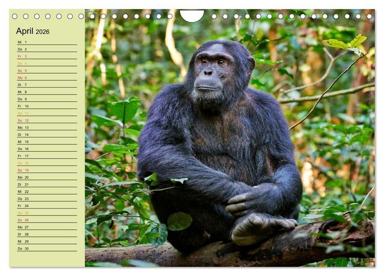 Produktbild: Ugandas wilde Menschenaffen (Wandkalender 2026 DIN A4 quer), CALVENDO Monatskalender