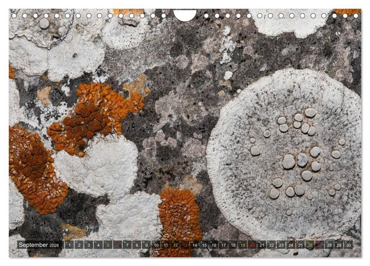 Produktbild: Krustenflechten - Pioniere auf Fels (Wandkalender 2026 DIN A4 quer), CALVENDO Monatskalender