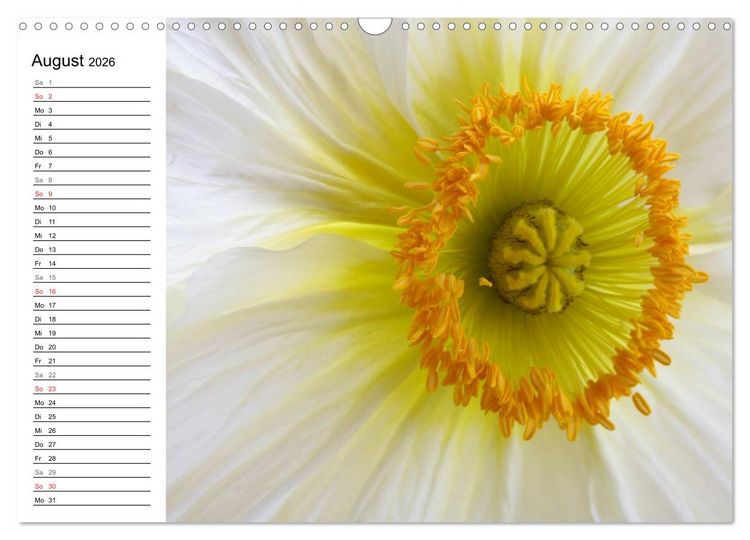 Produktbild: Mohn im Portr&auml;t (Wandkalender 2026 DIN A3 quer), CALVENDO Monatskalender
