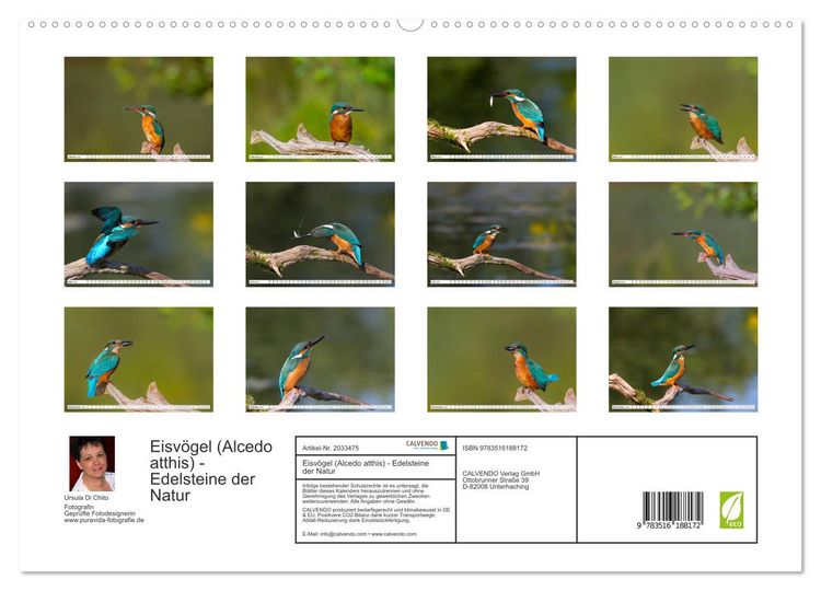 Produktbild: Eisv&ouml;gel (Alcedo atthis) - Edelsteine der Natur (hochwertiger Premium Wandkalender 2026 DIN A2 quer), Kunstdruck in Hochglanz