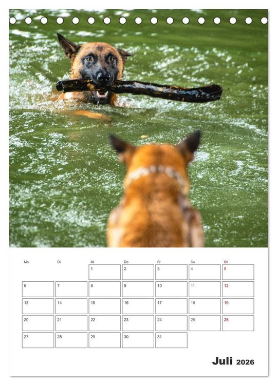 Produktbild: Malinois Power auf vier Pfoten (Tischkalender 2026 DIN A5 hoch), CALVENDO Monatskalender