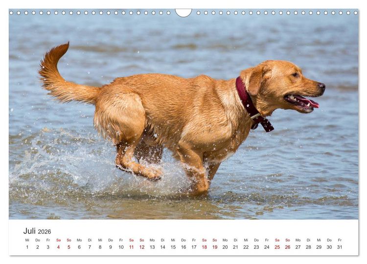 Produktbild: Freunde auf vier Pfoten am Strand (Wandkalender 2026 DIN A3 quer), CALVENDO Monatskalender