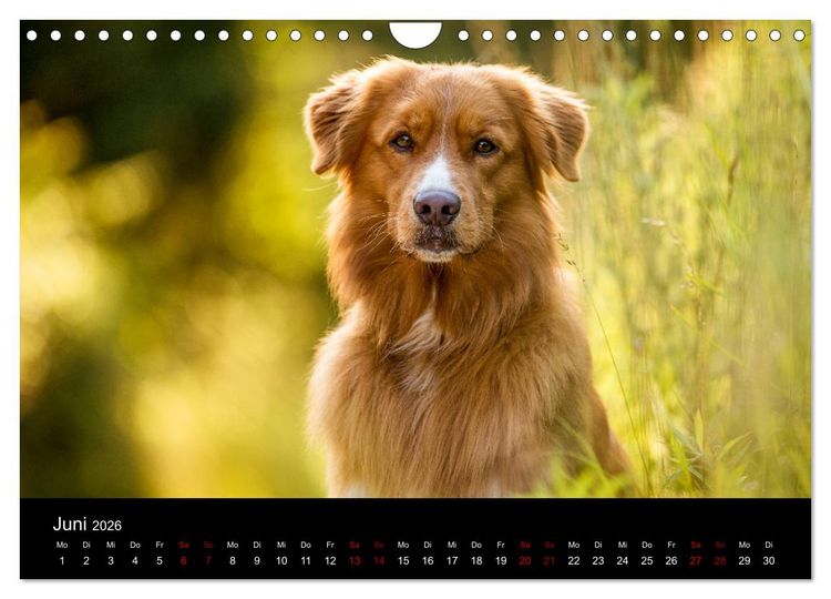 Produktbild: Toller - Nova Scotia Duck Tolling Retriever (Wandkalender 2026 DIN A4 quer), CALVENDO Monatskalender