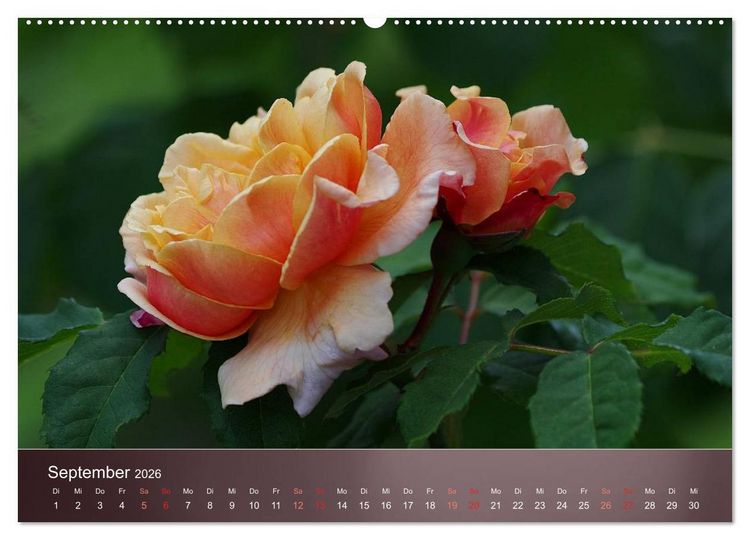 Produktbild: Zarte Sch&ouml;nheiten - Rosen (hochwertiger Premium Wandkalender 2026 DIN A2 quer), Kunstdruck in Hochglanz
