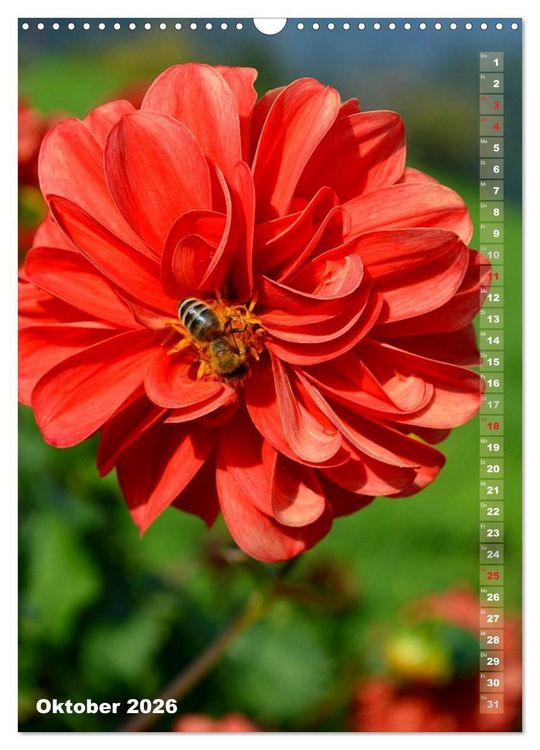 Produktbild: Dahlien - Bl&uuml;tentr&auml;ume (Wandkalender 2026 DIN A3 hoch), CALVENDO Monatskalender