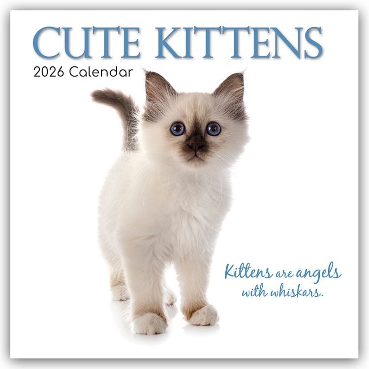Produktbild: Cute Kittens – Niedliche Kätzchen 2026 – 16-Monatskalender