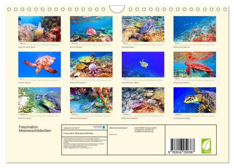 Produktbild: Faszination Meeresschildkr&ouml;ten (Wandkalender 2026 DIN A4 quer), CALVENDO Monatskalender