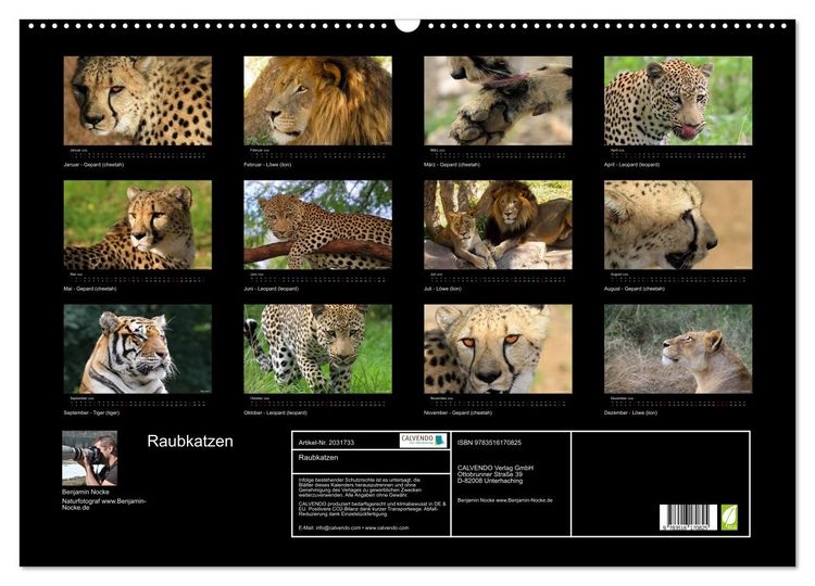 Produktbild: Raubkatzen (Wandkalender 2026 DIN A2 quer), CALVENDO Monatskalender